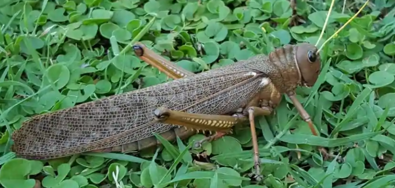 El Senasa declara alerta fitosanitaria en todo el país por la tucura quebrachera