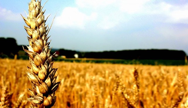 En áreas del centro provincial falta agua en el suelo para mejorar el cultivo de trigo
