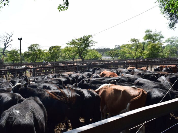 Hasta el 11 de diciembre se encuentra abierta la vacunación antiaftosa