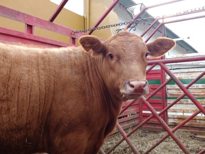 Lanzarán programa de prevención de enfermedades venéreas en bovinos
