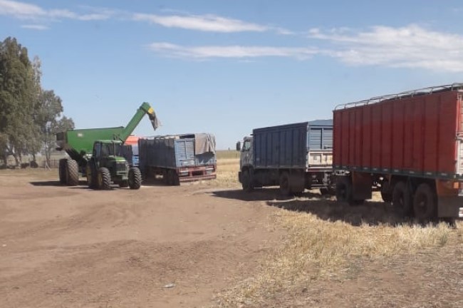 El Banco Nación relanzó plazos fijos atados al dólar para el sector agropecuario