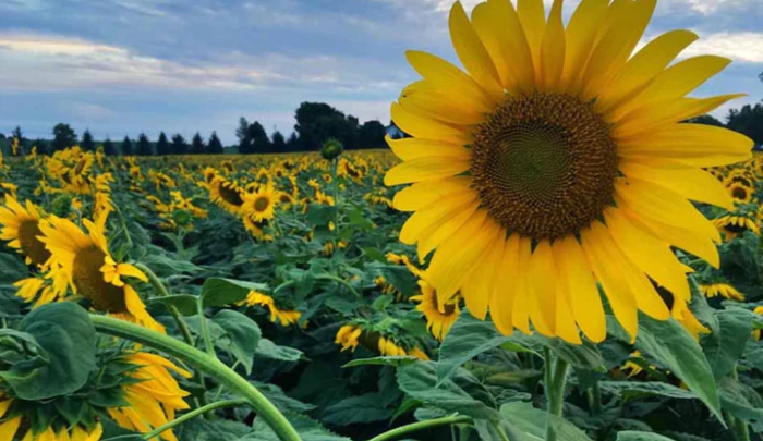 Estiman aumento del 8% en superficie destinada a girasol en áreas de la Bolsa bahiense