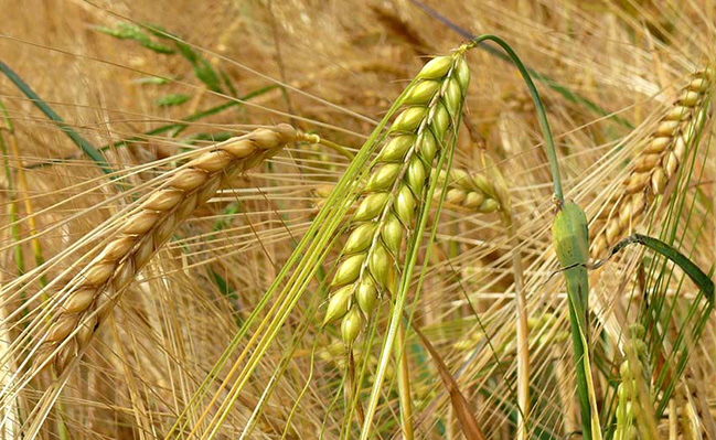 La producción de cebada finalizó en 4,1 millones de toneladas