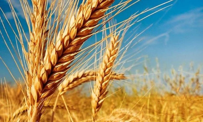 Con buenos rindes regionales, la cosecha de trigo finalizó en 17 millones de toneladas
