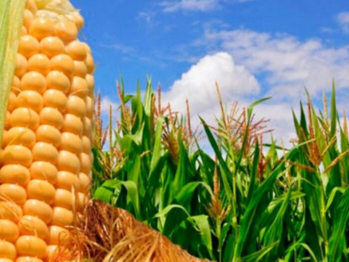 Prevén baja de 2% de la producción de maíz en áreas de la Bolsa de Cereales bahiense