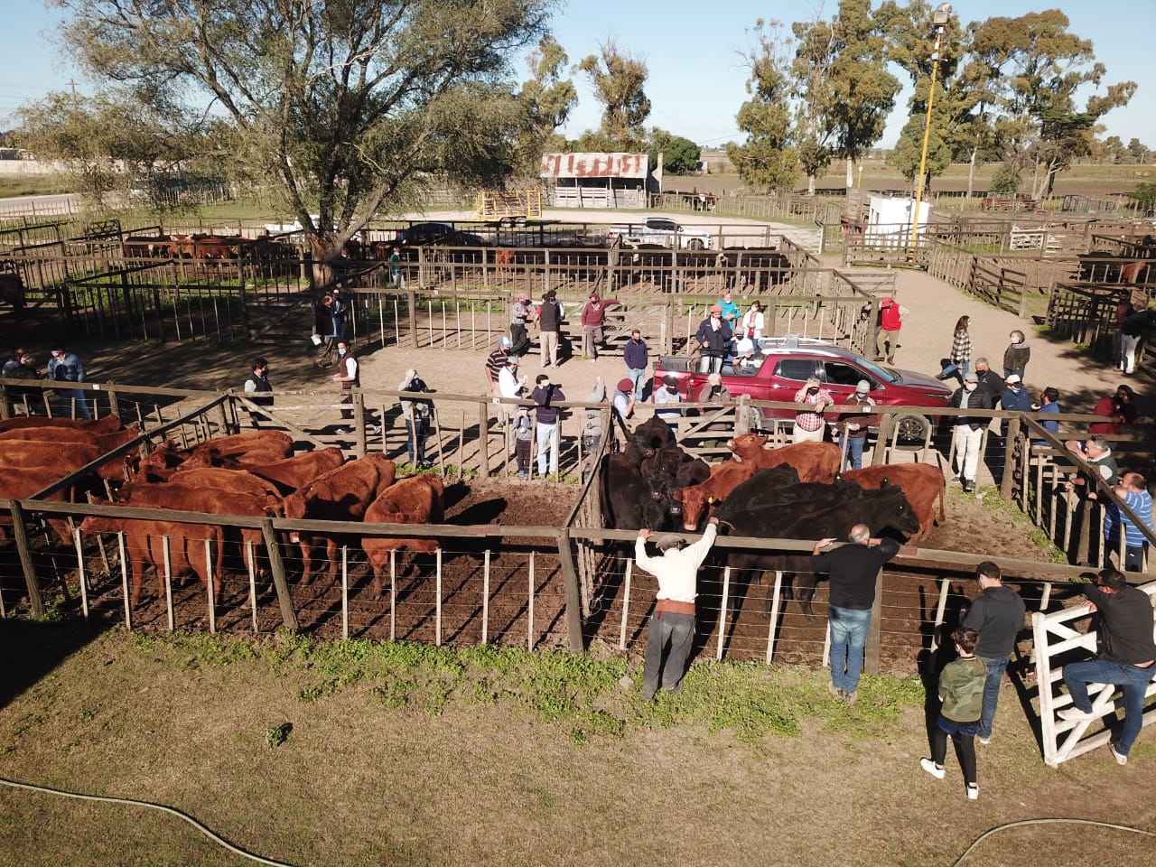 Cabaña Don Benjamín remata casi 600 cabezas de ganado premium