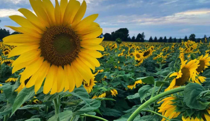 Estiman un aumento del 6% de siembra de girasol en áreas de la bolsa bahiense