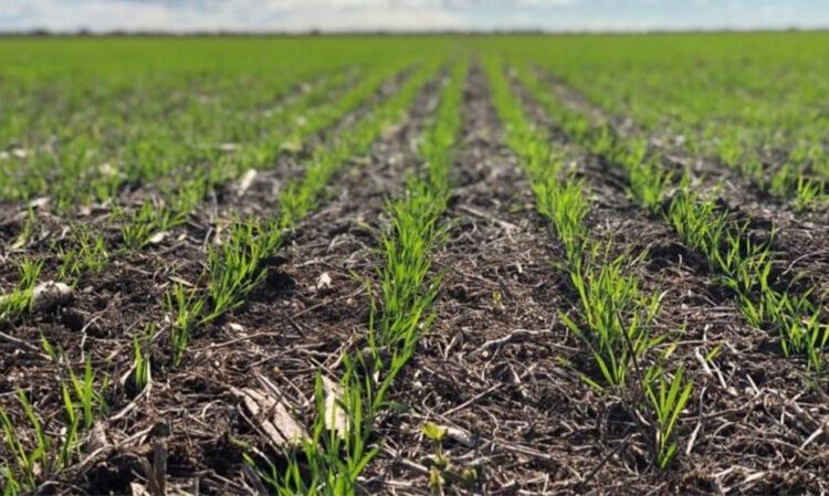 Tres Arroyos recibió más precipitaciones que el resto de la región