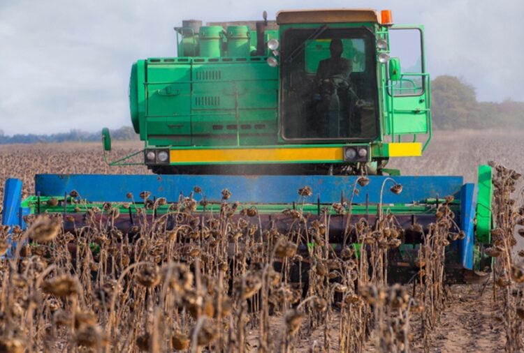 El girasol recupera terreno y proyecta exportaciones por US$ 1.200 millones para la nueva campaña