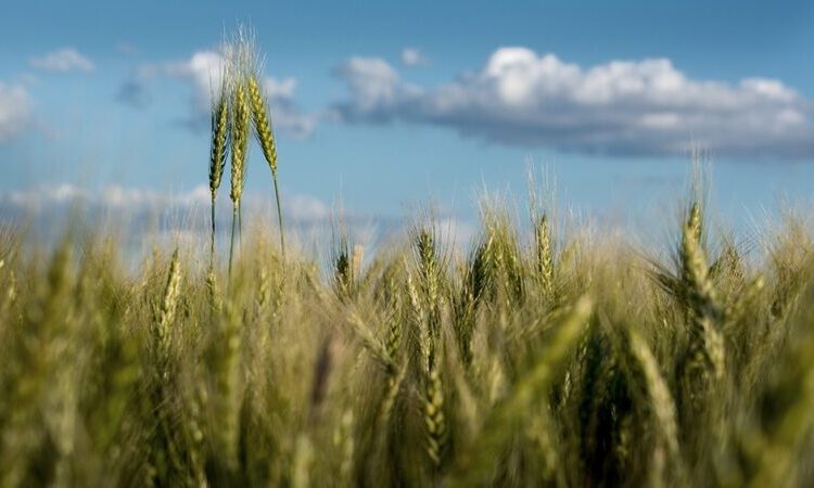 Según informe, el rendimiento de trigo por hectárea será de 1660 kilos en la zona