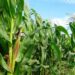 Iniciaron la siembra de maíz, que insumirá más de un millón y medio de hectáreas entre Buenos Aires y La Pampa