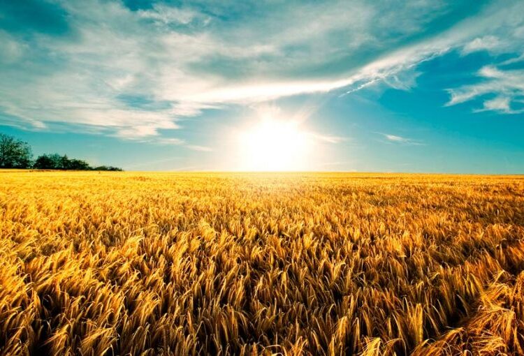 El fenómeno de La Niña y sus consecuencias para la cebada y el trigo