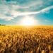 El fenómeno de La Niña y sus consecuencias para la cebada y el trigo