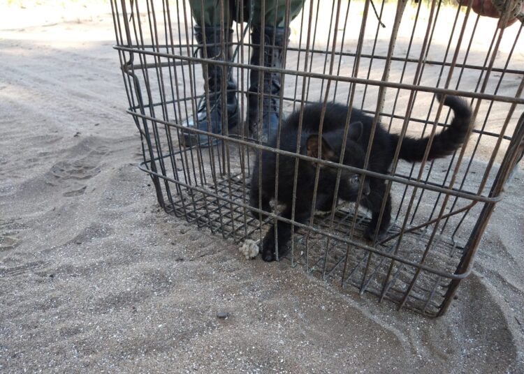 Liberaron a un gato montés en un área natural de Claromecó