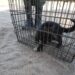 Liberaron a un gato montés en un área natural de Claromecó