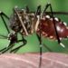 Dengue: según Bromatología, no se ha detectado la presencia del mosquito que lo genera