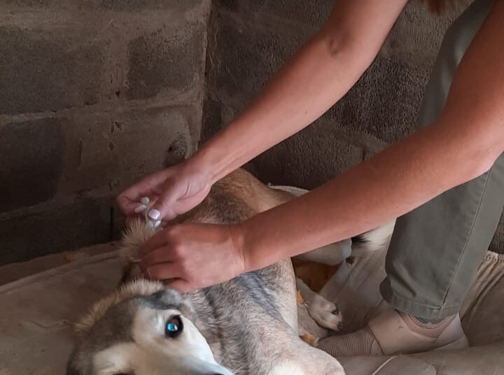 Aplican vacunas antirrábicas a perros del refugio canino