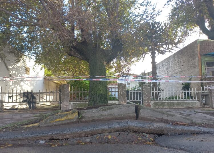 Claromecó: caída de árboles y postes por vientos intensos