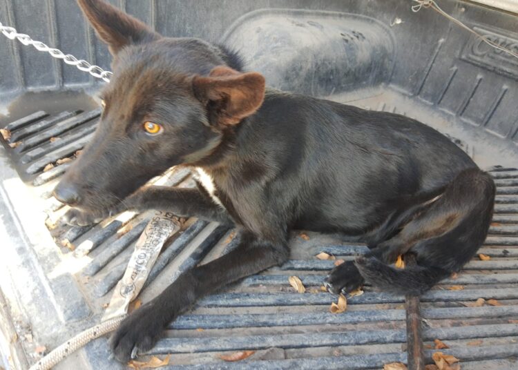 Capturaron a perro fugitivo y solicitan que aparezca el dueño: le van a cobrar la devolución