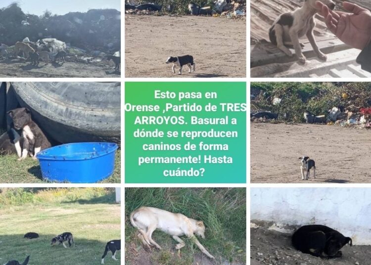 PACMA se quejó por proliferación de mascotas en Orense: «hay que facilitar el acceso a castraciones», piden