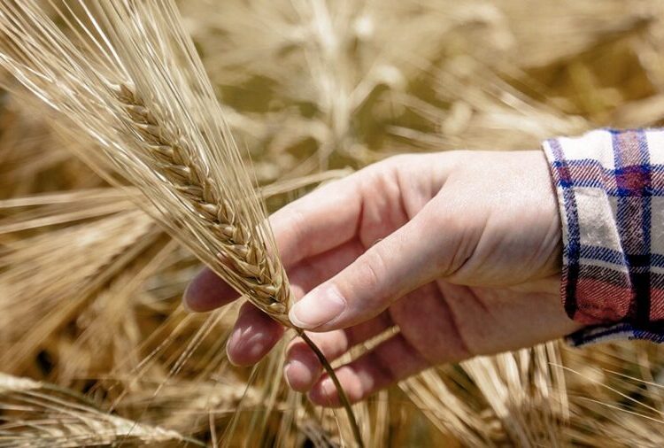 Con críticas de la SRA, el Gobierno lanzó el fideicomiso del trigo