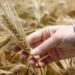 Con críticas de la SRA, el Gobierno lanzó el fideicomiso del trigo