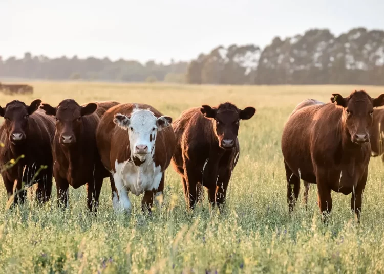 Plan GanAr: el Gobierno planea aumentar en 600 mil toneladas la producción de carne para 2030