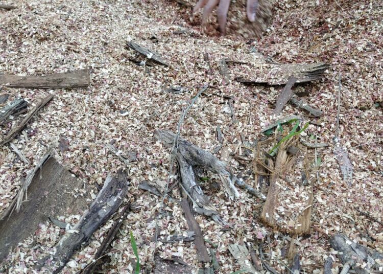 Denunciaron tala indiscriminada en la Escuela Agrícola de Claromecó