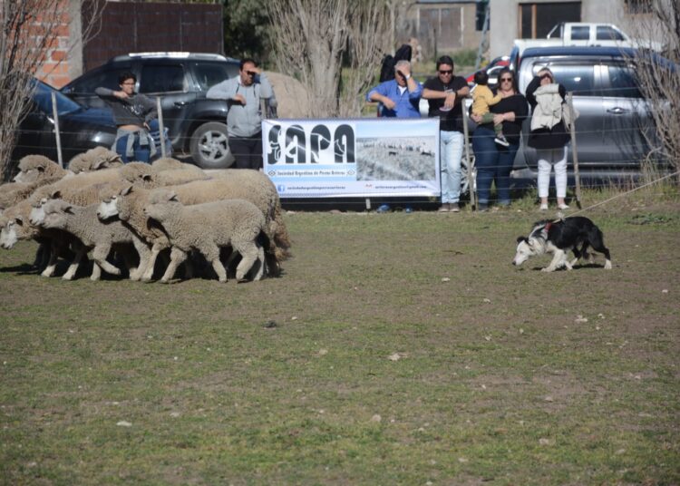 Los perros arreadores, una inusual atracción de la Exposición Rural