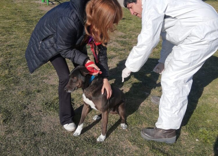 Vacunan contra la rabia en la Plazoleta Los Aromos