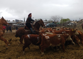 Con lluvia pero la fe intacta, comienza una nueva Exposición Rural