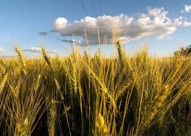 Según informe, las lluvias permitirán acelerar la siembra de soja y detener el deterioro del trigo
