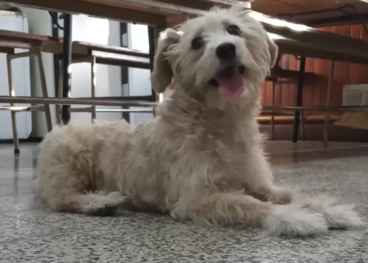 Piden dar con los propietarios de un perro extraviado en 12 de Octubre y Dorrego
