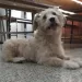 Piden dar con los propietarios de un perro extraviado en 12 de Octubre y Dorrego