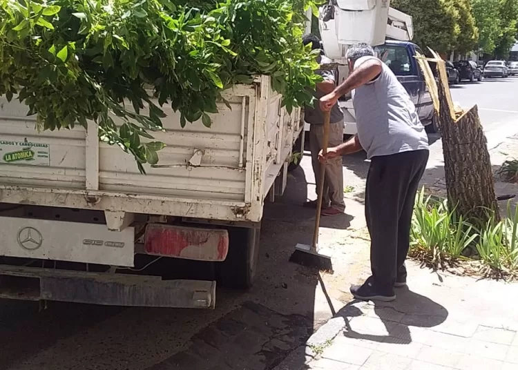 Retiraron tres árboles por riesgo de caída