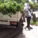 Retiraron tres árboles por riesgo de caída