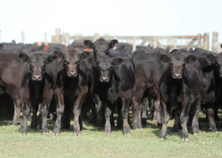 Rústicos destetará en tandil su primera gran venta del año
