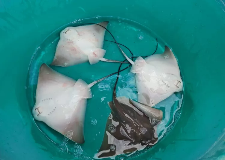 Por menos de doscientos gramos, un cascallarense con historia corvinera se impuso en Las 24 Horas