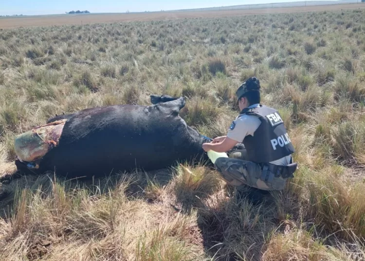 Pringles: tres detenidos por faenar vacas y robar en un campo