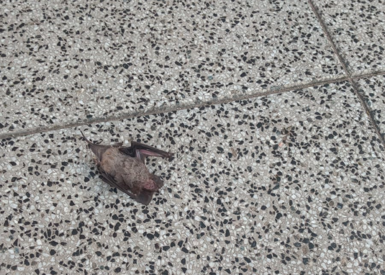 Aparecieron al menos tres murciélagos muertos en el centro