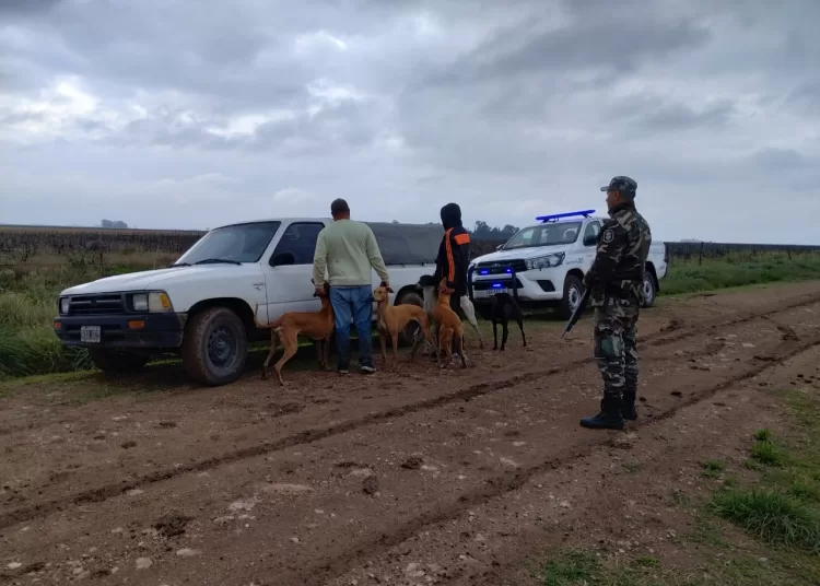 Demoraron a cinco galgueros que cazaban furtivamente en campos chavenses