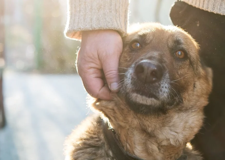 Día del animal: Por qué se celebra el 29 de abril en la Argentina