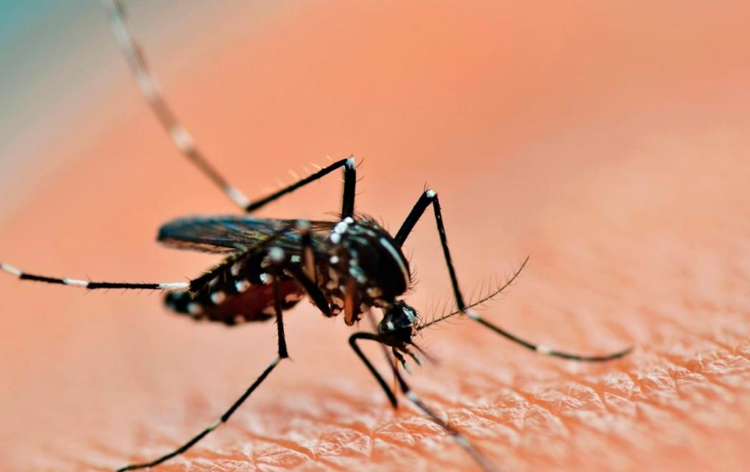 Tres Arroyos no tuvo casos de dengue y descartan su posible extensión por ser zona fría