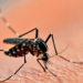 Tres Arroyos no tuvo casos de dengue y descartan su posible extensión por ser zona fría