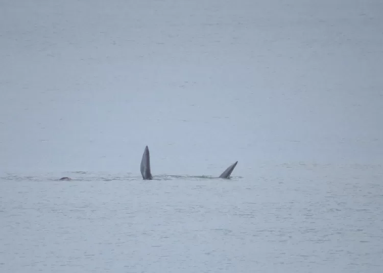 Dos ballenas se pasearon por la costa claromequense