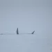 Dos ballenas se pasearon por la costa claromequense