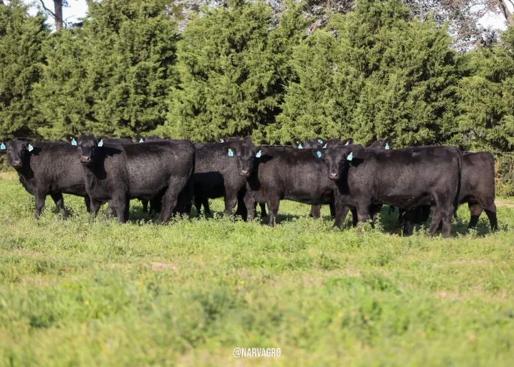 Rústicos se hace Premium en Tandil