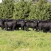 Rústicos se hace Premium en Tandil