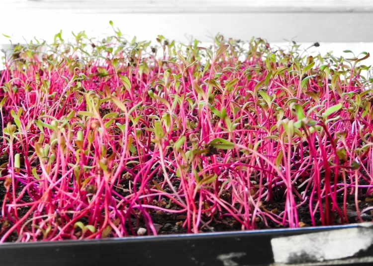 Granjas urbanas: combinan biogás e hidroponía para producir superalimentos en las ciudades