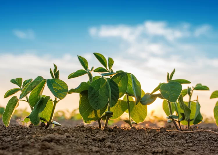 Lanzan un bioestimulante que impulsa la productividad de la soja